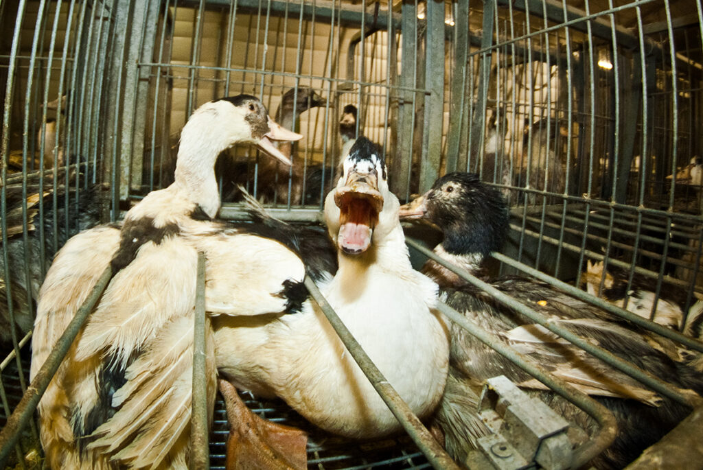 Animalequality, Foie Gras