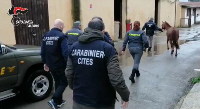 Corse clandestine di cavalli