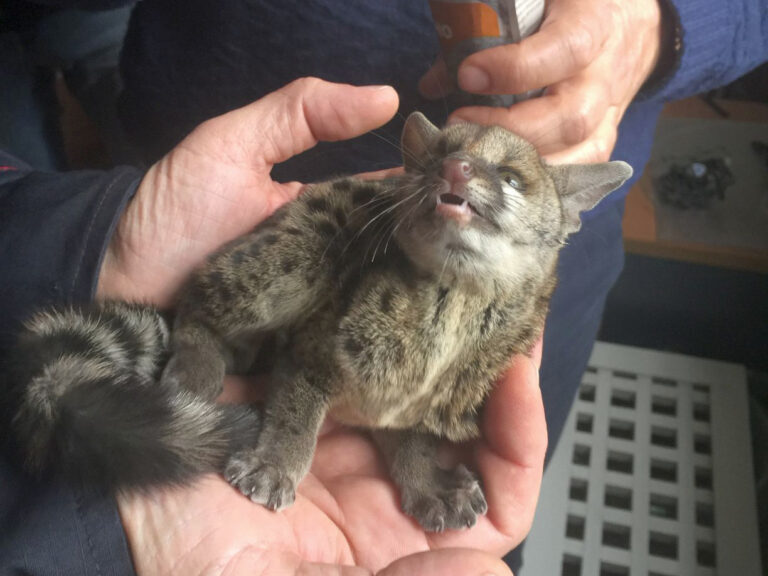 il cucciolo a Fiumicino