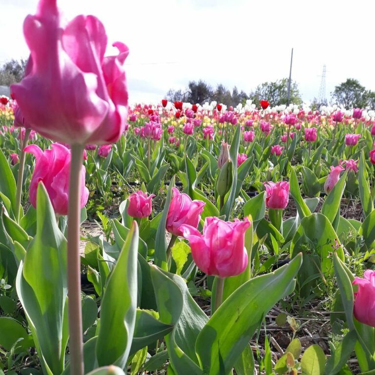 I tulipani in ricordo