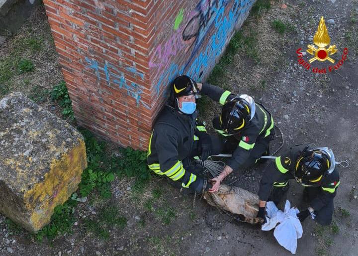 Animale soccorso sul canale Villoresi