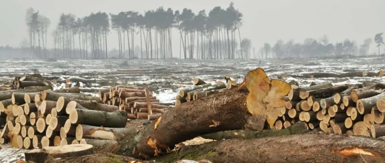 Basta carne da allevamenti illegali e deforestazione