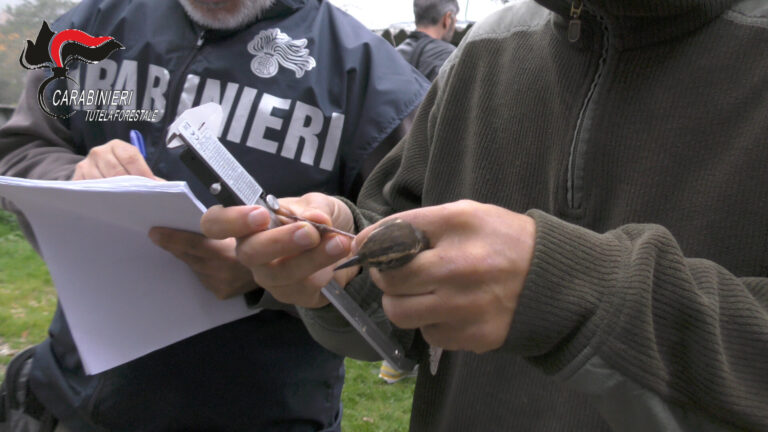 Ancona. Denunciati tre allevatori