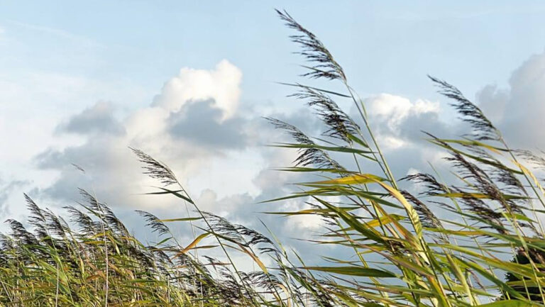 Bora in Val Padana precipitano le temperature