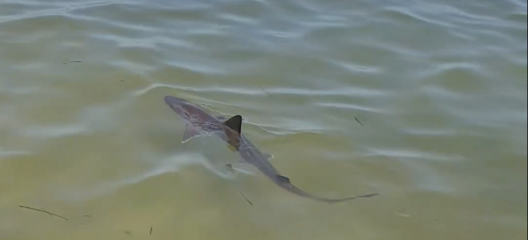 Comacchio, avvistato piccolo squalo ai Lidi