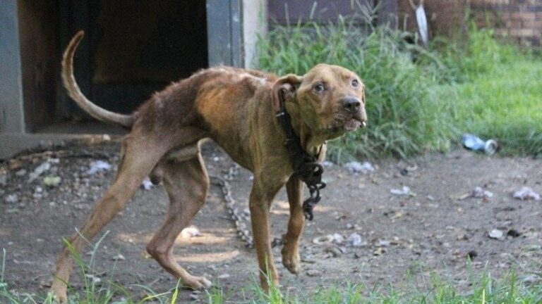 Cani in catena, pronta la petizione