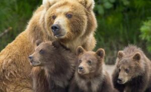 Giustizia per Amarena, orsa uccisa a fucilata