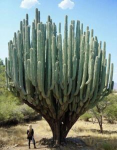 Cactus del Messico, gigante maestoso