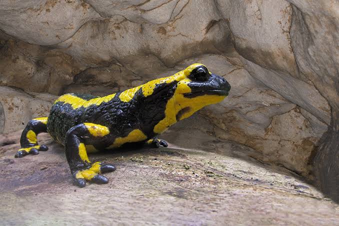 L’ambientalista Sebastian Colnaghi sulle tracce della Salamandra pezzata