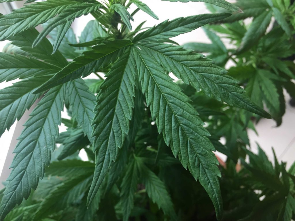 Cosenza. Assoluzione di R.N. per coltivazione di Marijuana