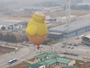 Baby Chicken in Volo